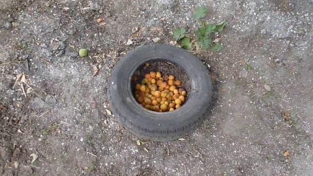 На Кубани жердели и вишни садят для того чтобы пыль во дворы не попадала : 