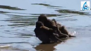 Песня Водные процедуры  шоу группа  Конфетти  Ст  и муз  О  Лачихина