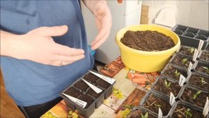 ПОСЕВ СЕМЯН томатов.  ВКУСНЫЙ грунт ДЛЯ КОРНЕЙ. ФИОЛЕТОВЫЕ листья | 17.03.2024