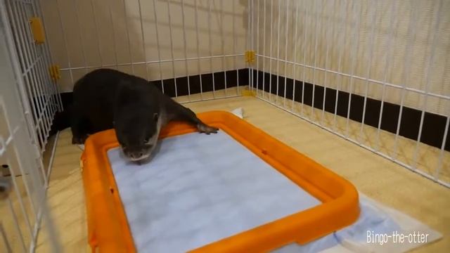 Хозяин ты не по Феншую делаешь или как Выдра руководит уборкой