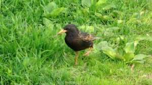 Следствие ведёт технический специалист сотовой компании