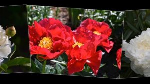 Миф про пионы