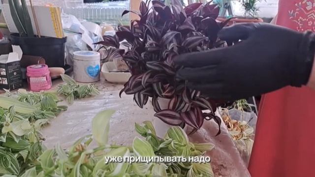 Обрезали традесканции, рассадили аспарагус фальтакус, пересадили хлорофитумы.