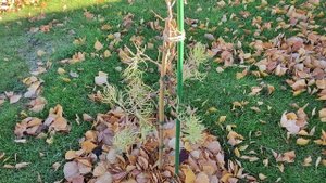 Хвойные новинки, которые посадила осенью.