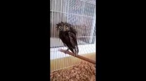 Ух ух Кашпировский