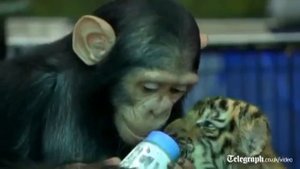 Chimpanzee bottle feeds tiger cubs at Thai