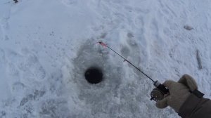 Ловля форели зимой на блесны