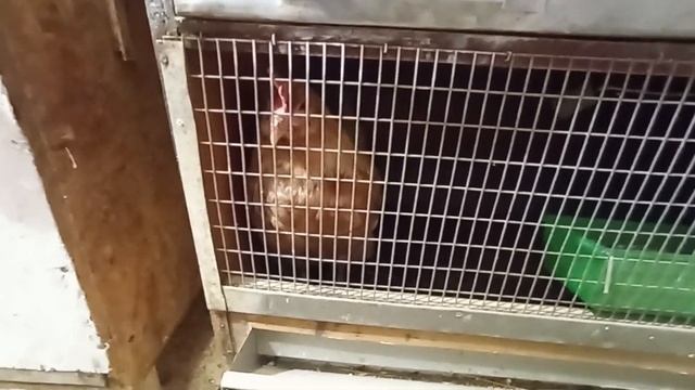 Как несостоявшуюся наседку вернуть к яйценоскости.