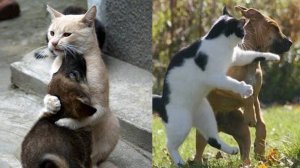 Забавные и Смешные Животные + Приколы с Животными + Лучшие Подборки про Животных