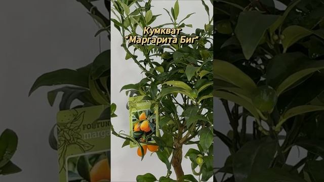 Обзор Кумквата "Маргарита Биг" от Цитрус Микс  #комнатныерастения #цитрусовые #обзоррастений