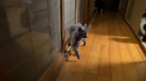 Кот-стукач)))