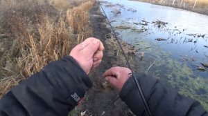 Ловля ротана перед зимой . Осенняя ловля ротана .