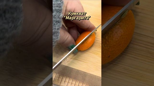Дегустация - кумкват Маргарита |  #цитрусовые #комнатныерастения  #цитрусмикс