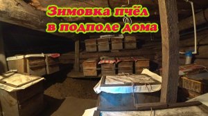 ЗИМОВКА ПЧЁЛ В ПОДПОЛЕ ЖИЛОГО ДОМА ПРИ ПОВЫШЕННОЙ ТЕМПЕРАТУРЕ, ИЗ ЛИЧНОЙ ПРАКТИКИ.