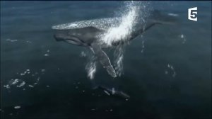 КИТЫ СПАСАЮТ СИРОТУ КИТЁНКА.