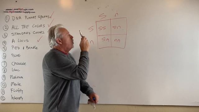 Part 5 of 13 dog color genetics pied and brindle genes смотреть онлайн