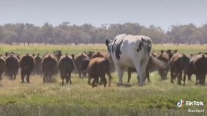 БОЛЬШОЙ  КАРОВА В МИРЕ