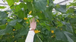 Про огурцы и шмелей. Экскурсия на пензенский тепличный комбинат. Пешком по России
