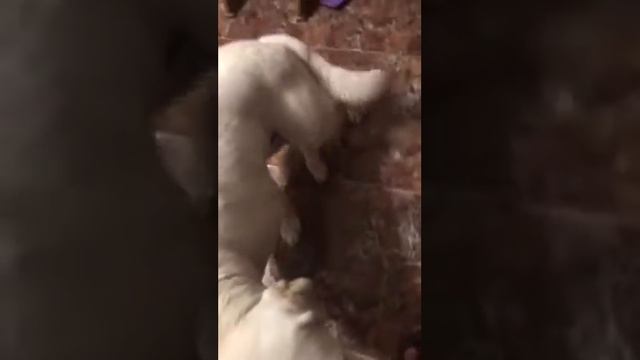 Мусор? Какой мусор? Не трогал смотреть онлайн