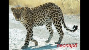 Животные которые похожи друг на друга