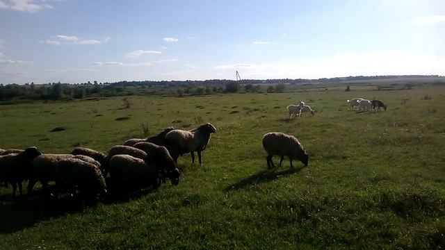 Весілля Романівських овець.