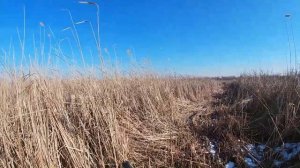 На охоту с гончими