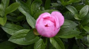 Начало цветения пионов у меня в саду.