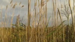 охота на утку в камыше