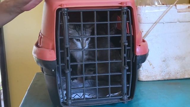 初めてワクチンを接種した子猫の様子がおかしい！？動物病院に行った結果… -Take the cat to the hospital. First vaccination-