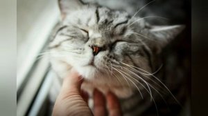 мурчание кошки 3 минуты. успокаивающие звуки. тишина