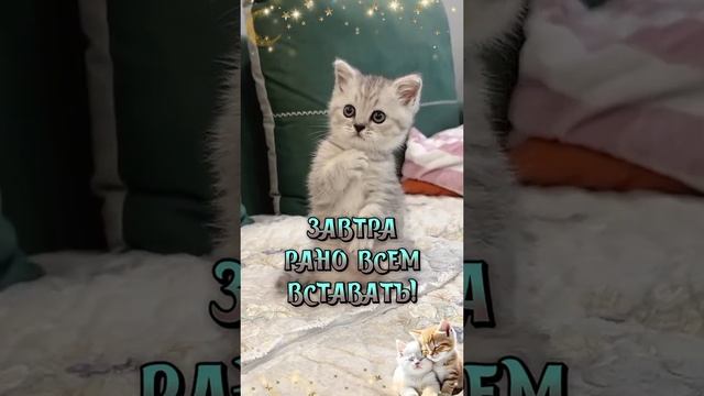 😍😍😍ВЫ ЕЩЁ НЕ СПИТЕ 😍😍