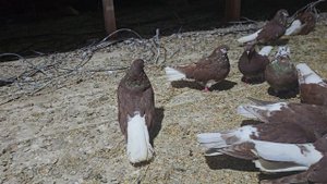 мариупольские и кировоградские голуби