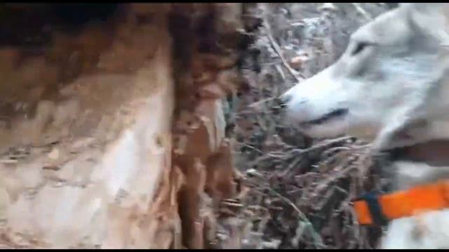 Охота с лайками. Первый кот сезона смотреть онлайн