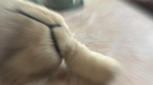 Показываю как делать Шлейку  Для игрушечных собак И кошек