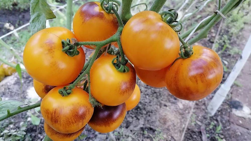 Томат Элма голубая (Elma Blue).