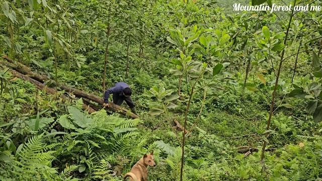 Journey Caring for corn gardens, harvesting firewood, chopping bananas for animal feed (EP165)