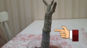 АДЕНИУМ. ПЕЧАЛЬ-ПЕЧАЛЬКА😔 И ПРИВИВКА ФЛЭТ НА КЛЕЙ.