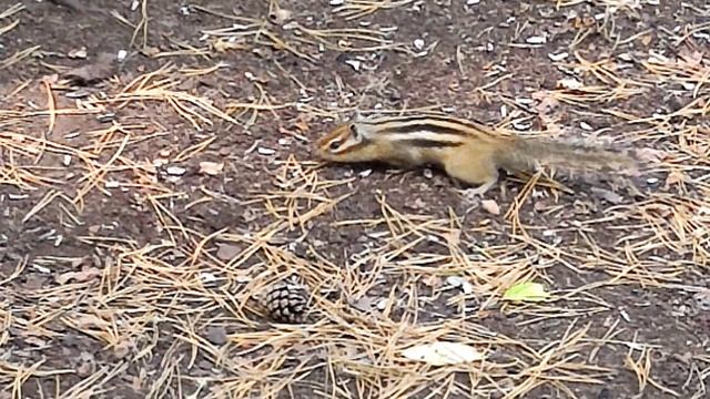 Wonderful walk in Bor смотреть онлайн