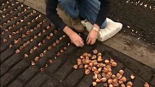 Выращивание тюльпанов смотреть онлайн