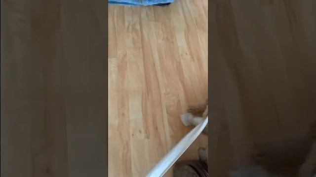 Мой пес Арчи 🐕 смотреть онлайн