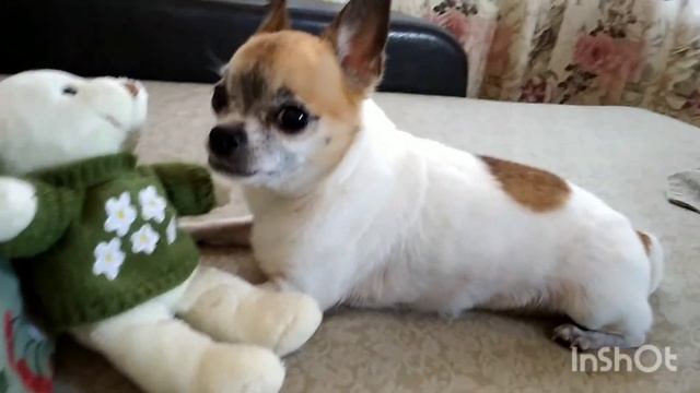 чиа хуа Зефир смотреть онлайн