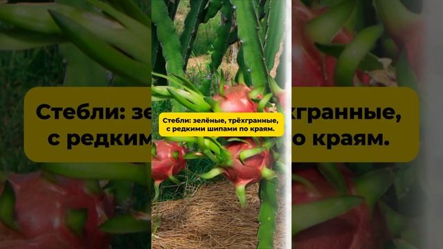 Питахайя "Undatus"   #цитрусовые #комнатныерастения