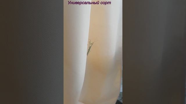 Богомолы в Моск обл #богомол #дача #природа смотреть онлайн