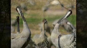 АРТУР АМИРЯН - ЖУРАВЛИ   ARTUR AMIRYAN - JURAVLI.wmv