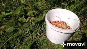 Клубника полевая