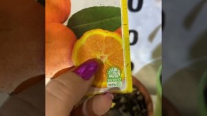 Лайм Рангпур/ Лиметта ди Рангпур/ сладкая лиммета/ лемандарин/Limetta Rosso di rangpur/ lemandarin