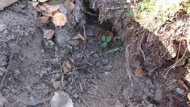 Ленинградский фронт. Находим и выпрямляем флягу. Коп по войне.