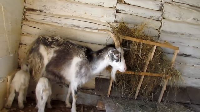 Пополнение - куры, козы смотреть онлайн