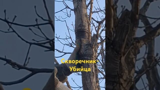 Скворечний-убийца