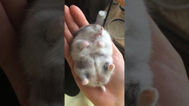 Dwarf hamster sleeping in a palm/Хома спит в ладошке